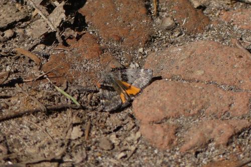 Boudinotiana notha